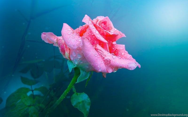 One Pink Rose Flower Water Drops Wallpaper One Hd Wallpaper Pink
