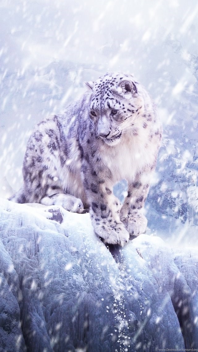Snow Leopard Wallpapers Iphone 5 Desktop Background