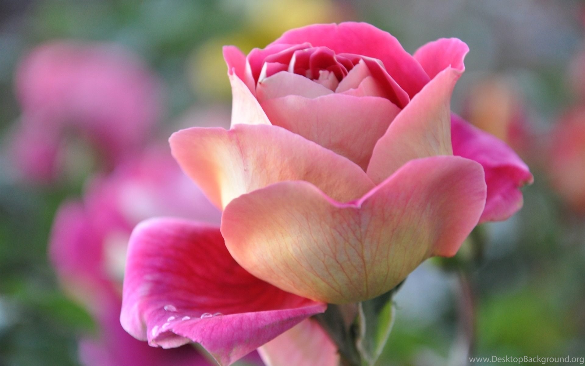 Pink Rose Beautiful Flower Wallpapers Hd Download For Desktop Desktop Background