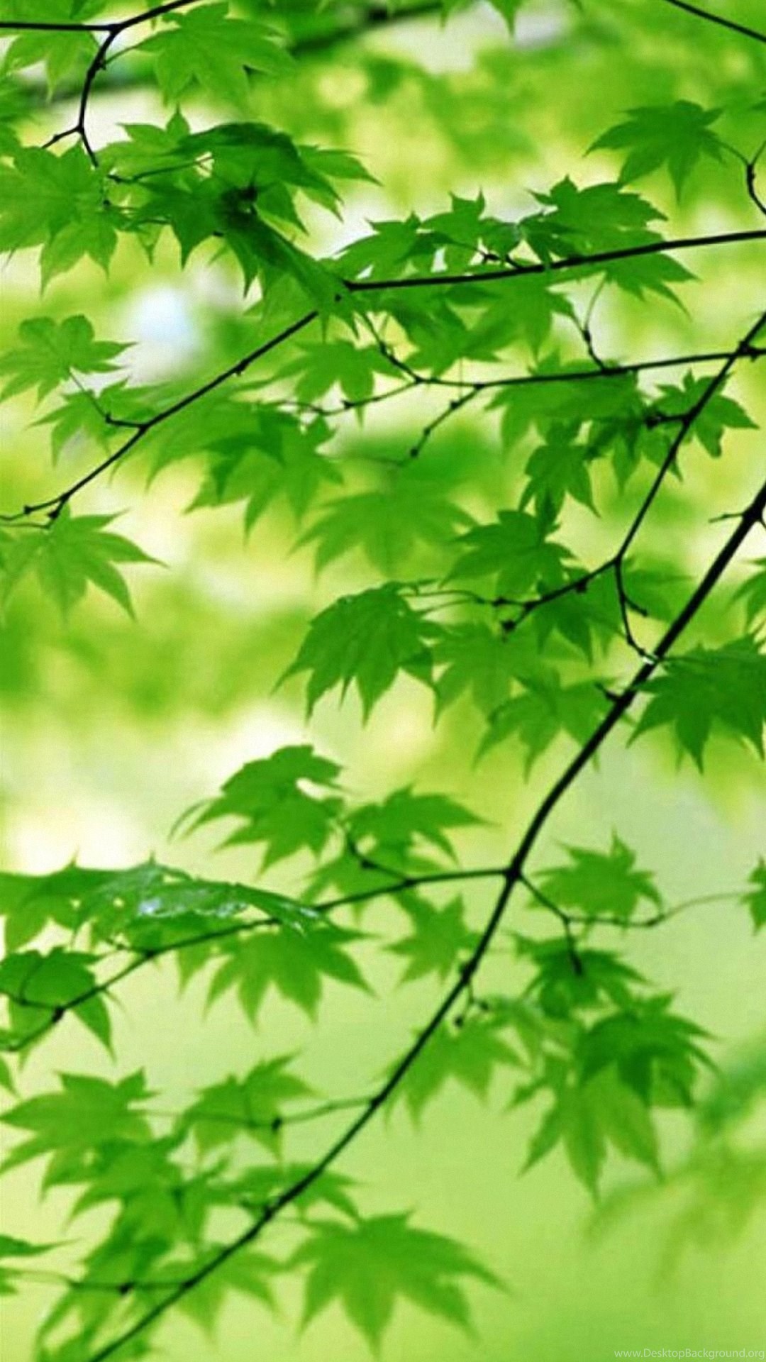 Красивые картинки на заставку экрана телефона. Листва деревьев. Фон природа. Природный фон. Природа зелень.