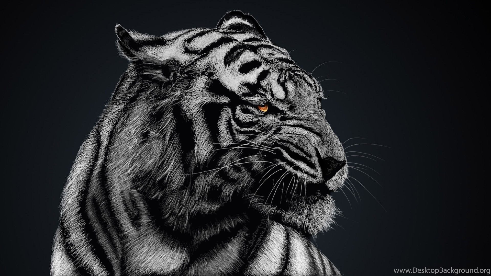  Black  And White Tiger  Wallpapers  High Quality Animal 