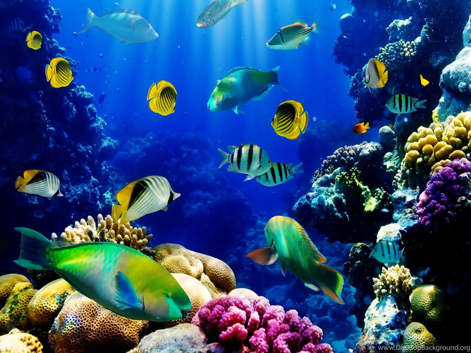 3d Live  Fish  Wallpapers  Fish  Tank Live  Wallpaper  Fish  