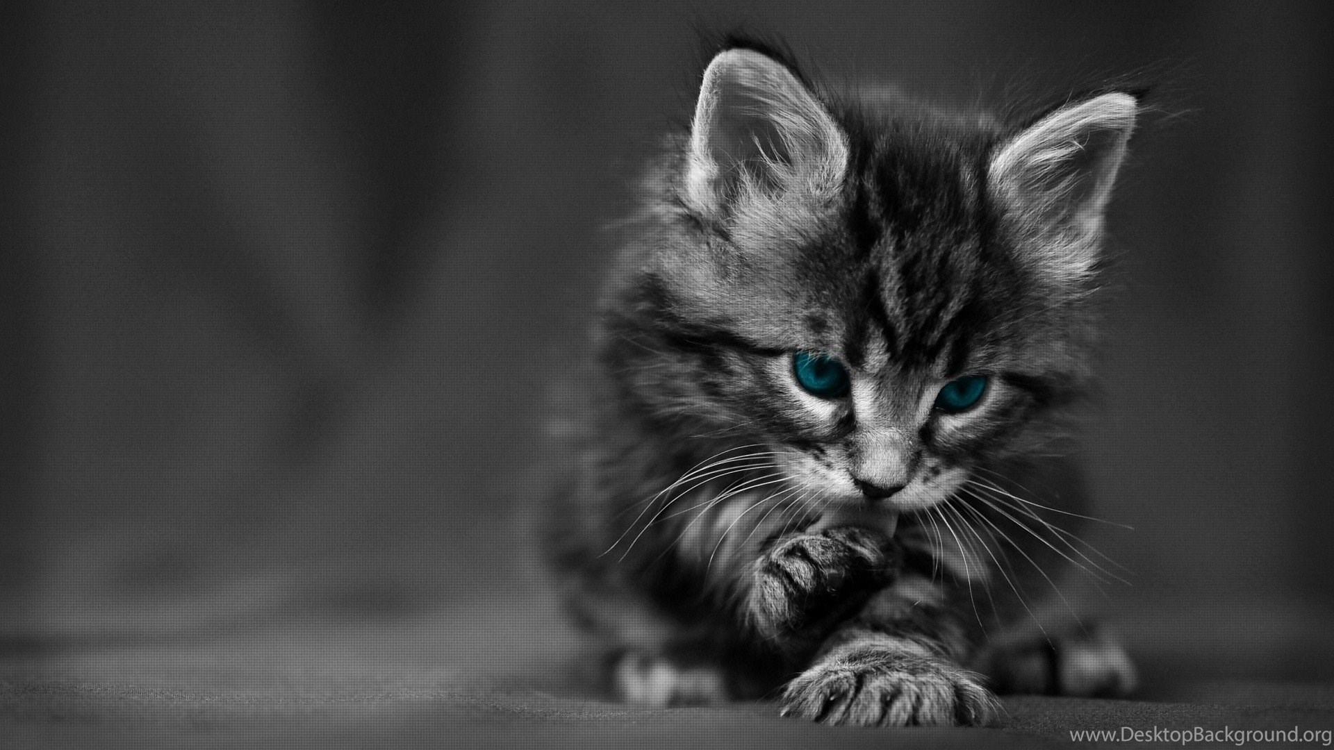 Cute Black Cat Hd Desktop Wallpapers Hd Desktop Wallpaper Cute Desktop Background