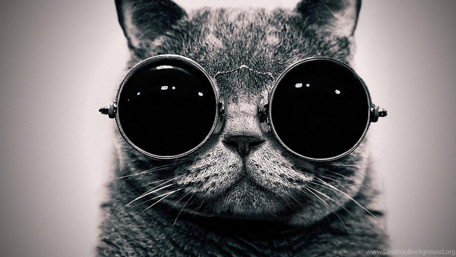 Cute Black Cat Wallpapers Hd Desktop Background