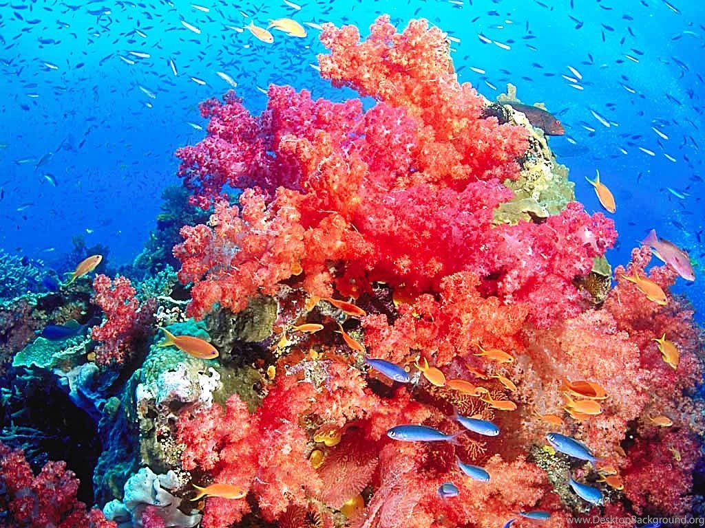 High Resolution Colorful Nature Coral Reef Wallpapers HD 12 Full