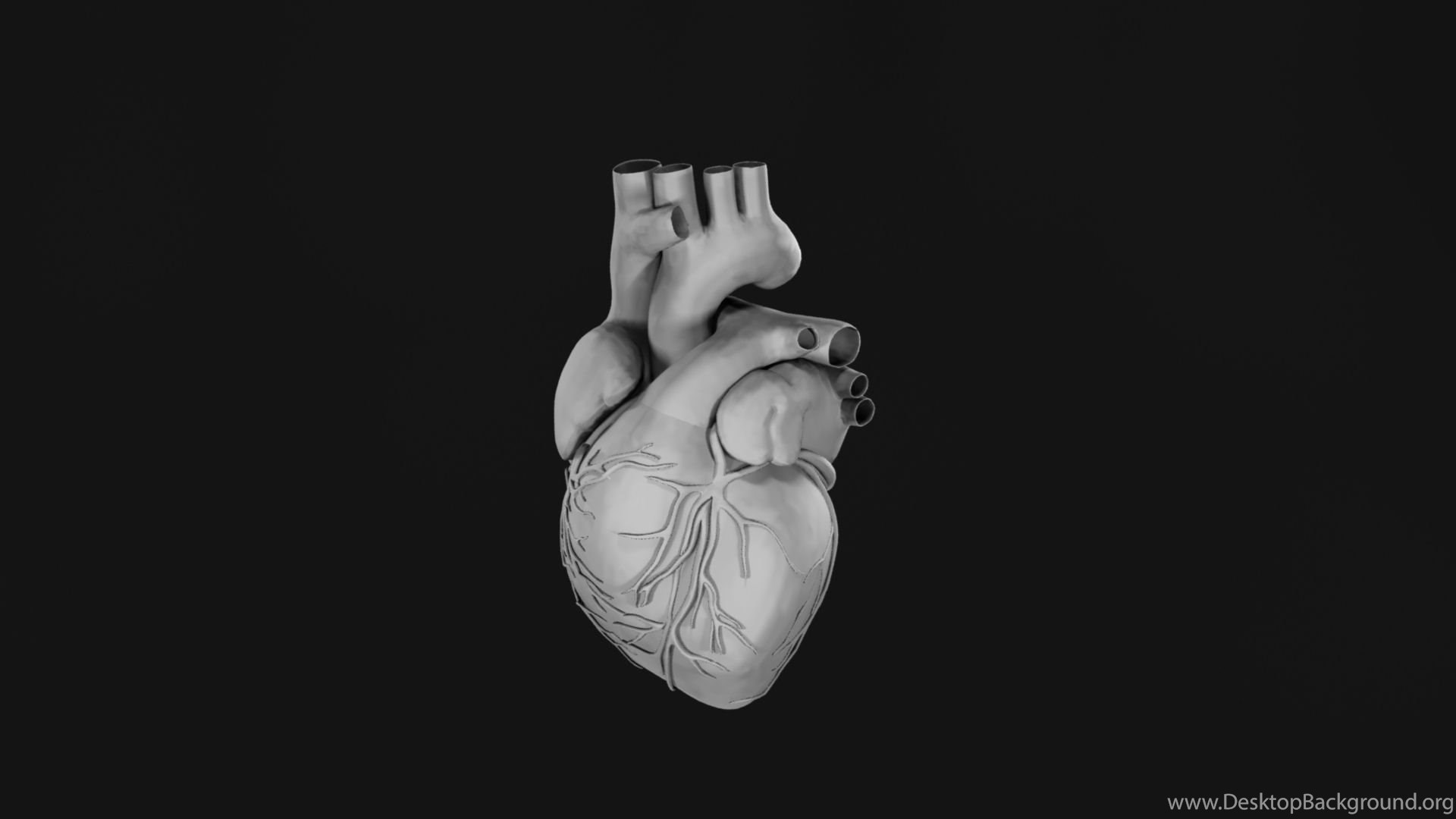 Photos Human Heart Images Hd 3D / Find over 100+ of the best free human ...