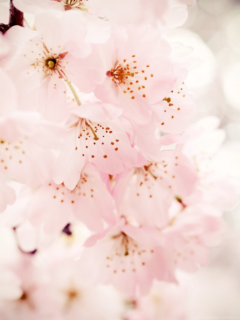 Hd Beautiful Cherry Blossom Wallpapers Iphone Android Full Size Desktop Background