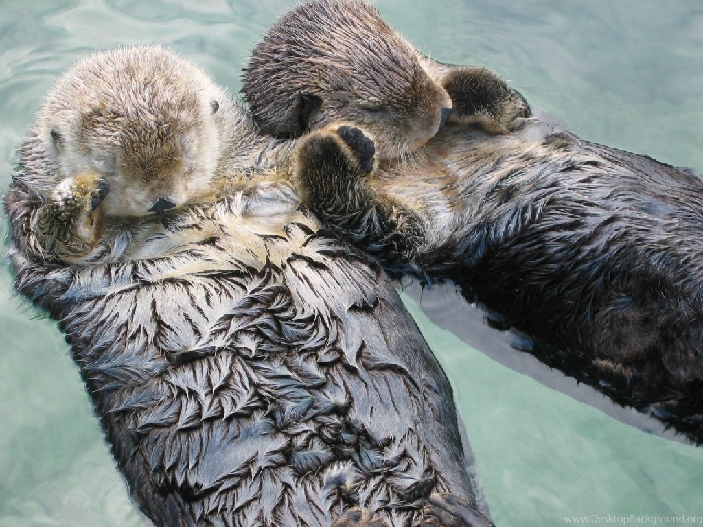 Sea Otter Wallpapers Desktop Background