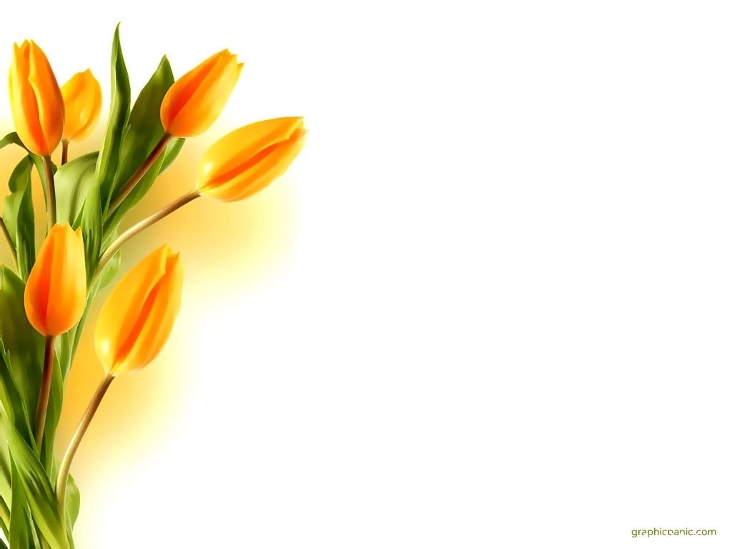 Yellow Tulip Backgrounds PowerPoint Backgrounds & Templates Desktop