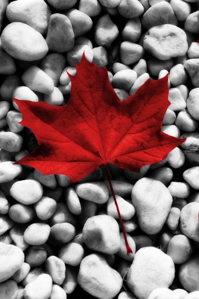 Download Wallpapers 640x960 Flag Canada Leaves Stones Iphone 4s