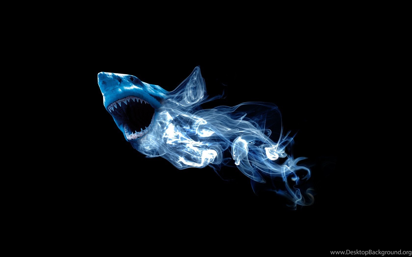  Sharks  Shark  Animal Abstract Blue  Desktop Wallpapers  For 