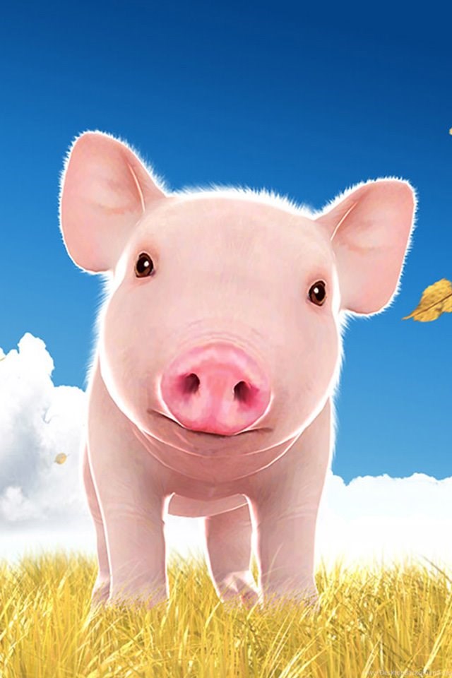 Cute Piggy Wallpapers Hd Widescreen 2016 Best High Resolution Desktop Background