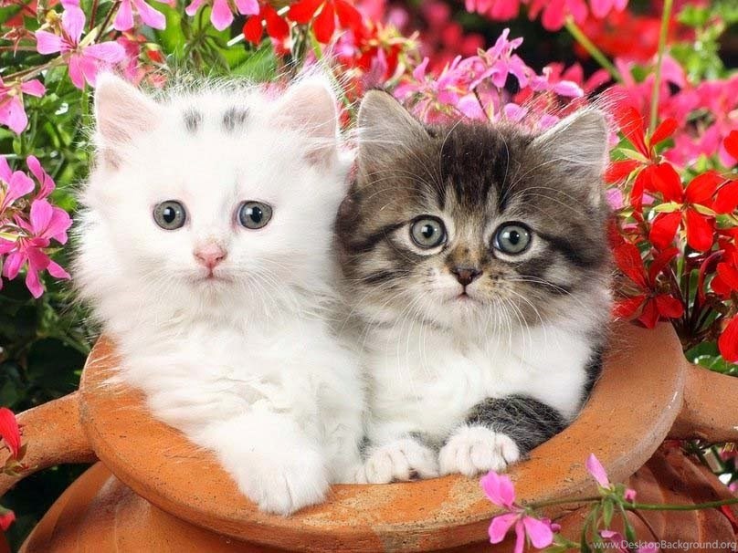 Hd Cute Couple Cat Wallpapers Download Desktop Background