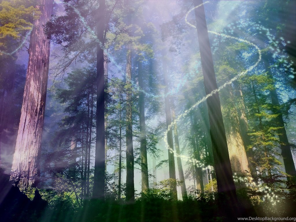 Magic Forest Wallpapers Desktop Background