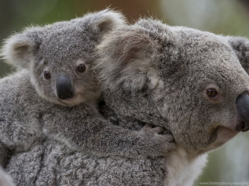 Wallpaper Koala Baby Koala Motherhood Koala Bear Animal Cute Desktop Background