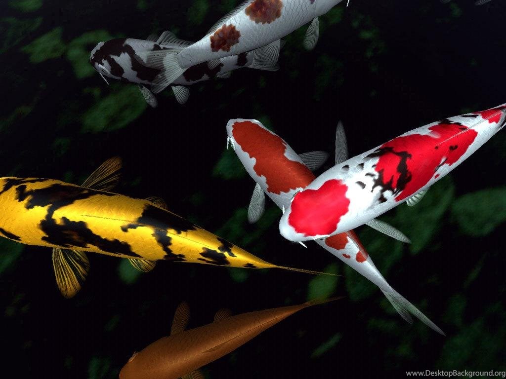 Koi Fish Wallpaper 3d Image Num 78