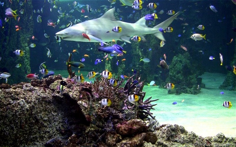 best free aquarium screensaver for windows