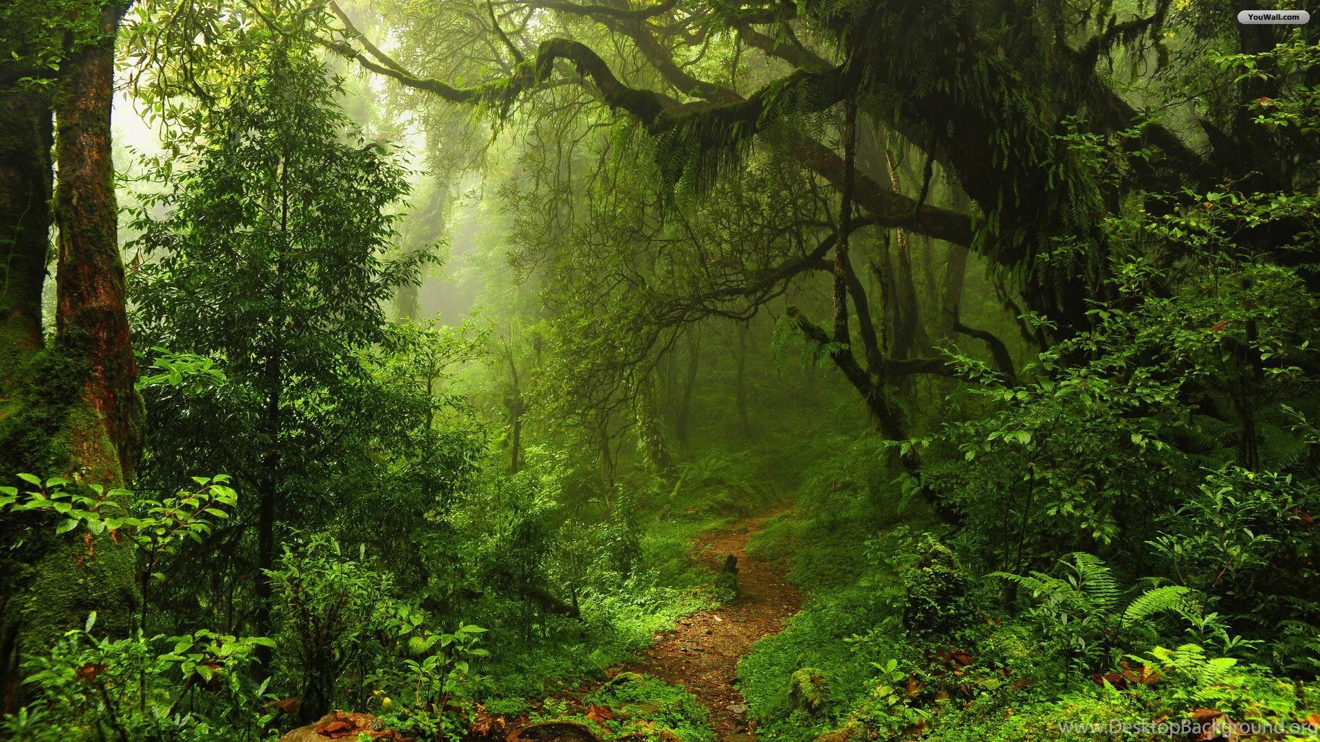 Forest High Quality Resolution Wallpapers With High