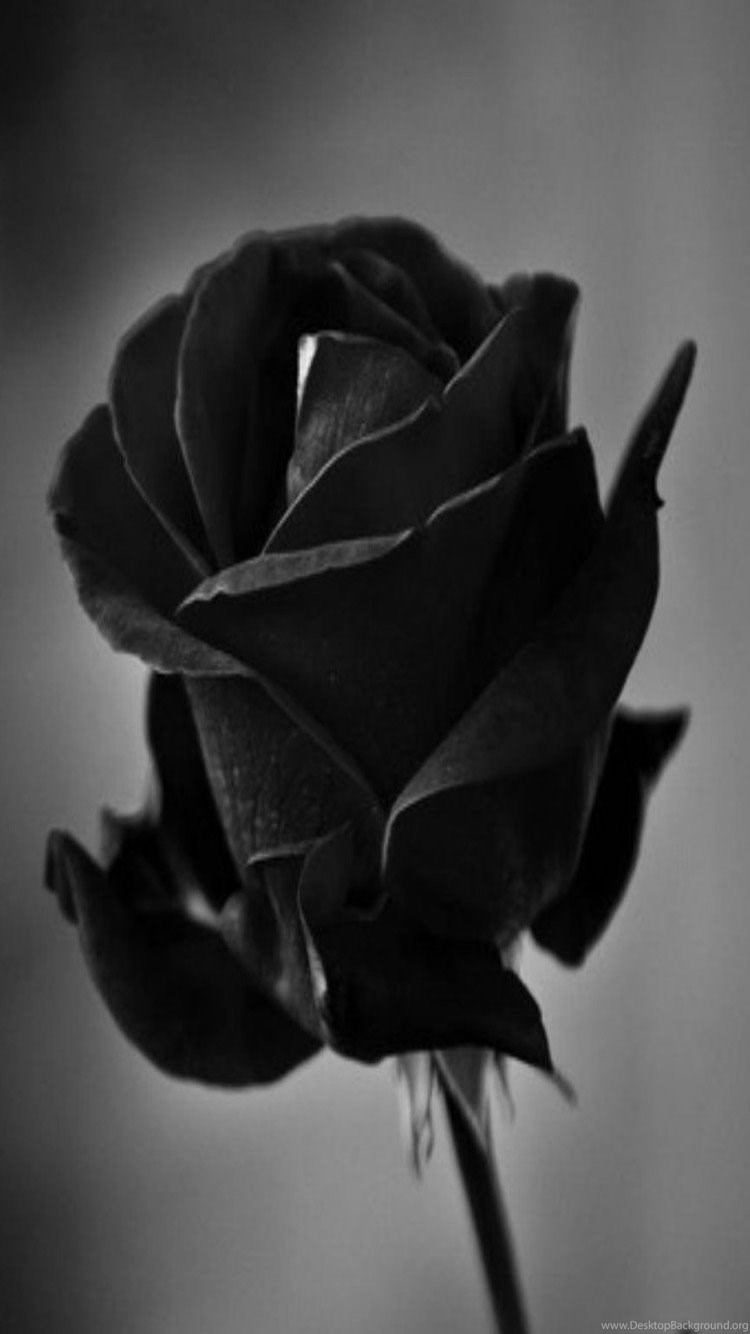 Abstract Black  Rose  Flowers Iphone 5s Hd  Wallpapers  