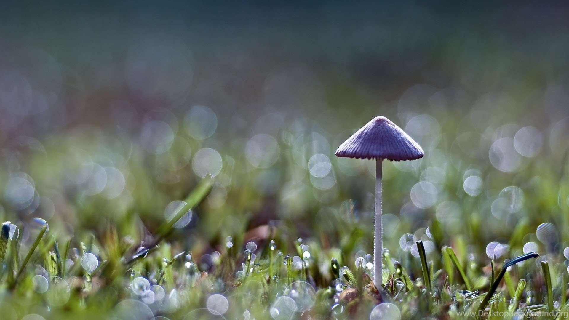 Wallpapers Rainfall Nature After Rain Hd Fullhdwpp Full 1920x1080