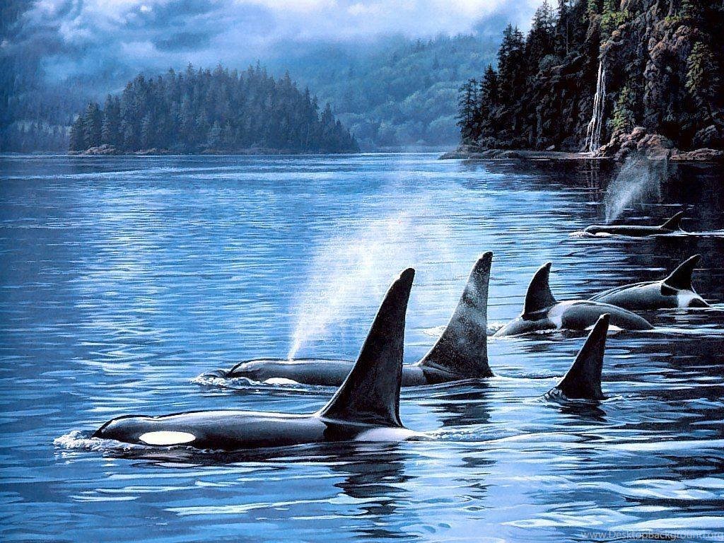 Great Orca Wallpapers Desktop Background