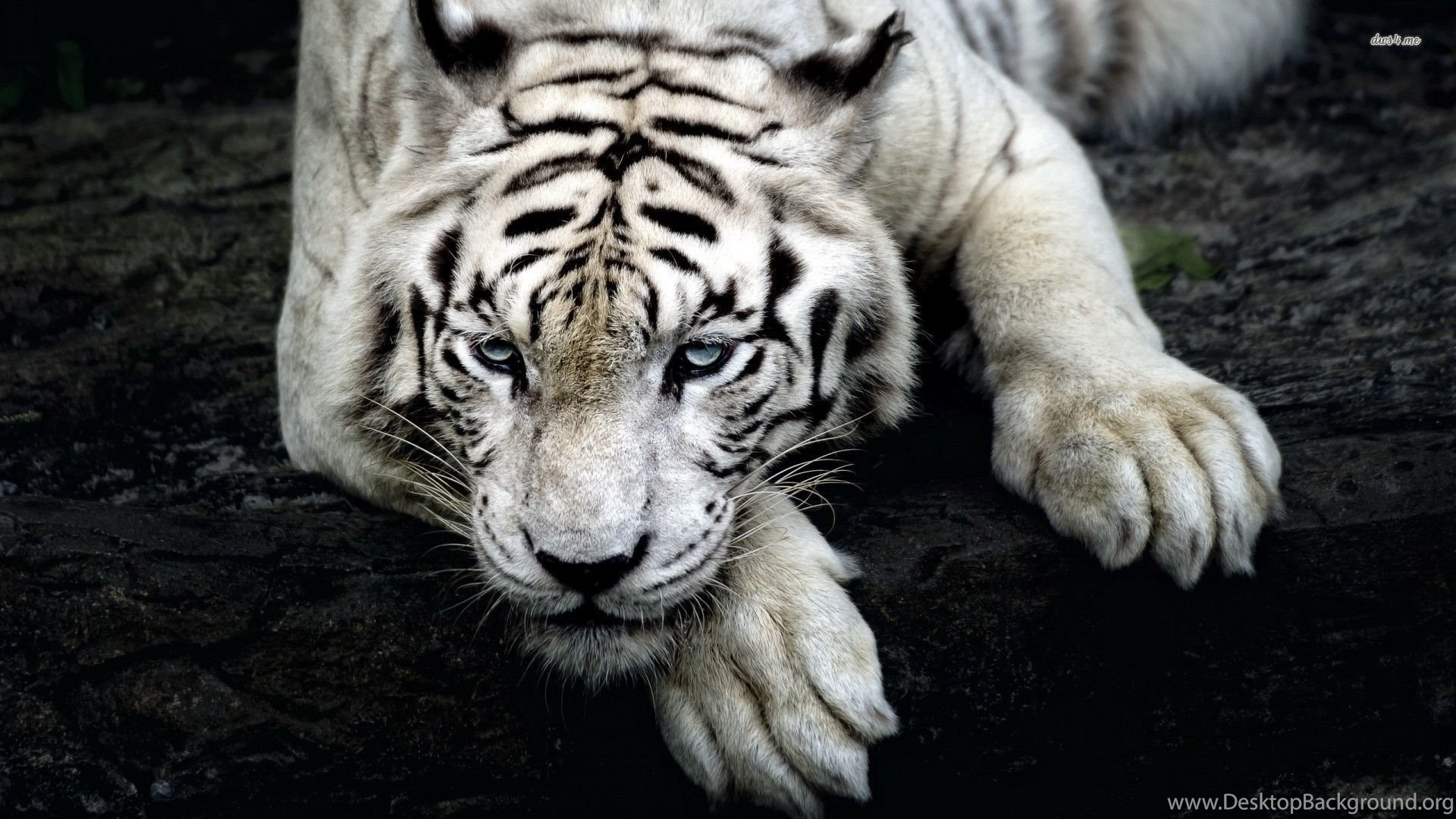 White Tiger Wallpapers Hd Wallpapers Cave Desktop Background