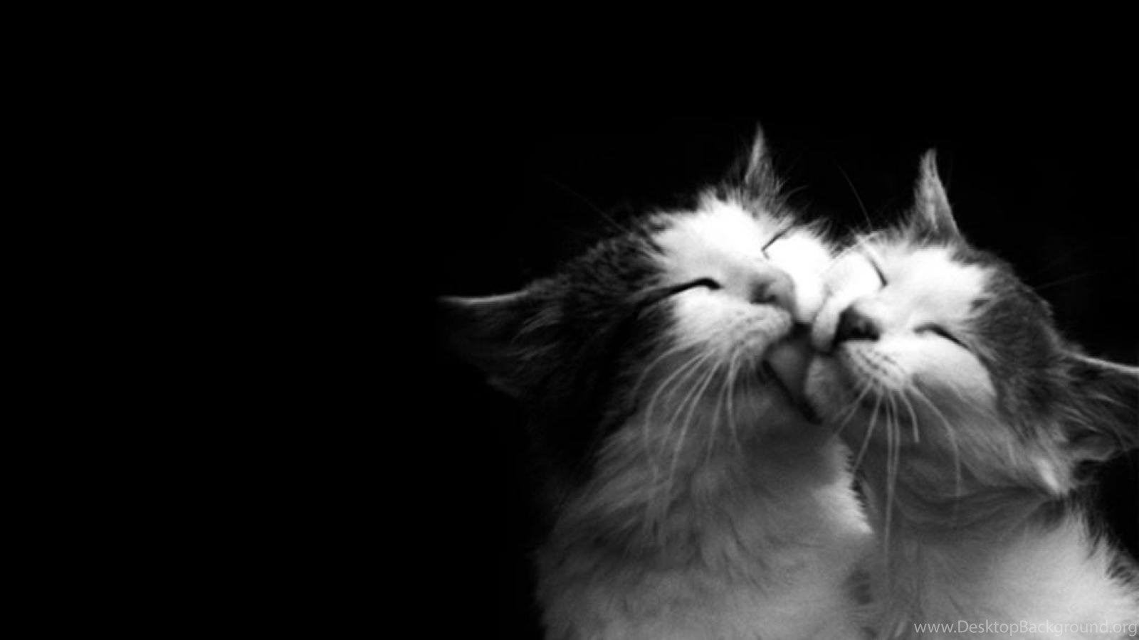 Cat Love Wallpaper Desktop Background