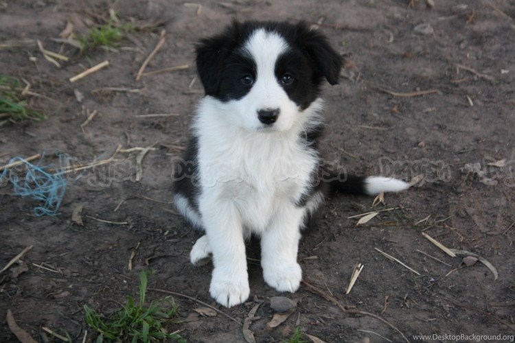 purebred border collie puppies for sale