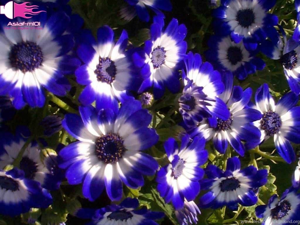 Latest And Big Collection Of Flowers Wallpapers New All Types Of