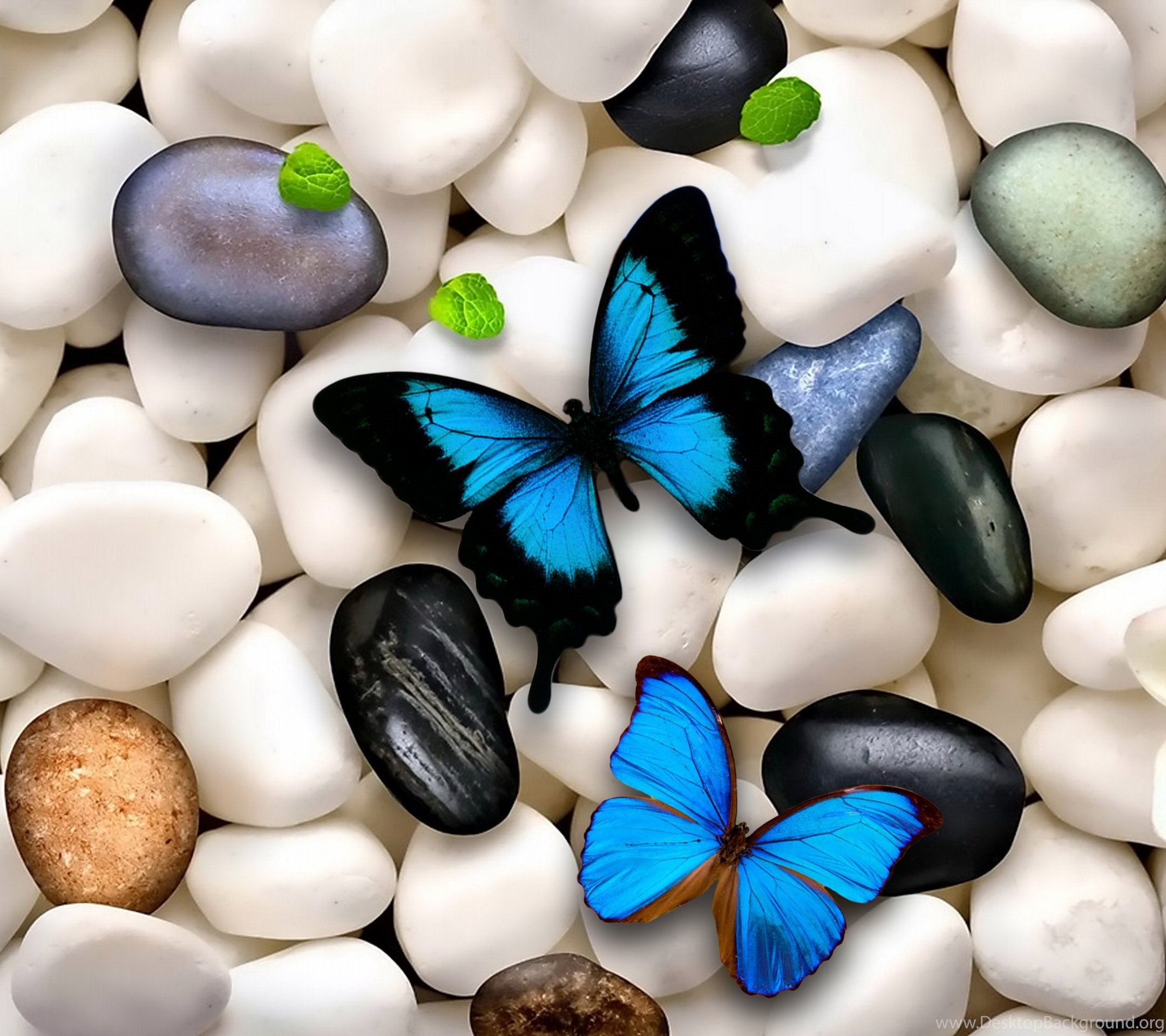 Butterflies Blue White Butterflies Stones Wallpaper Backgrounds