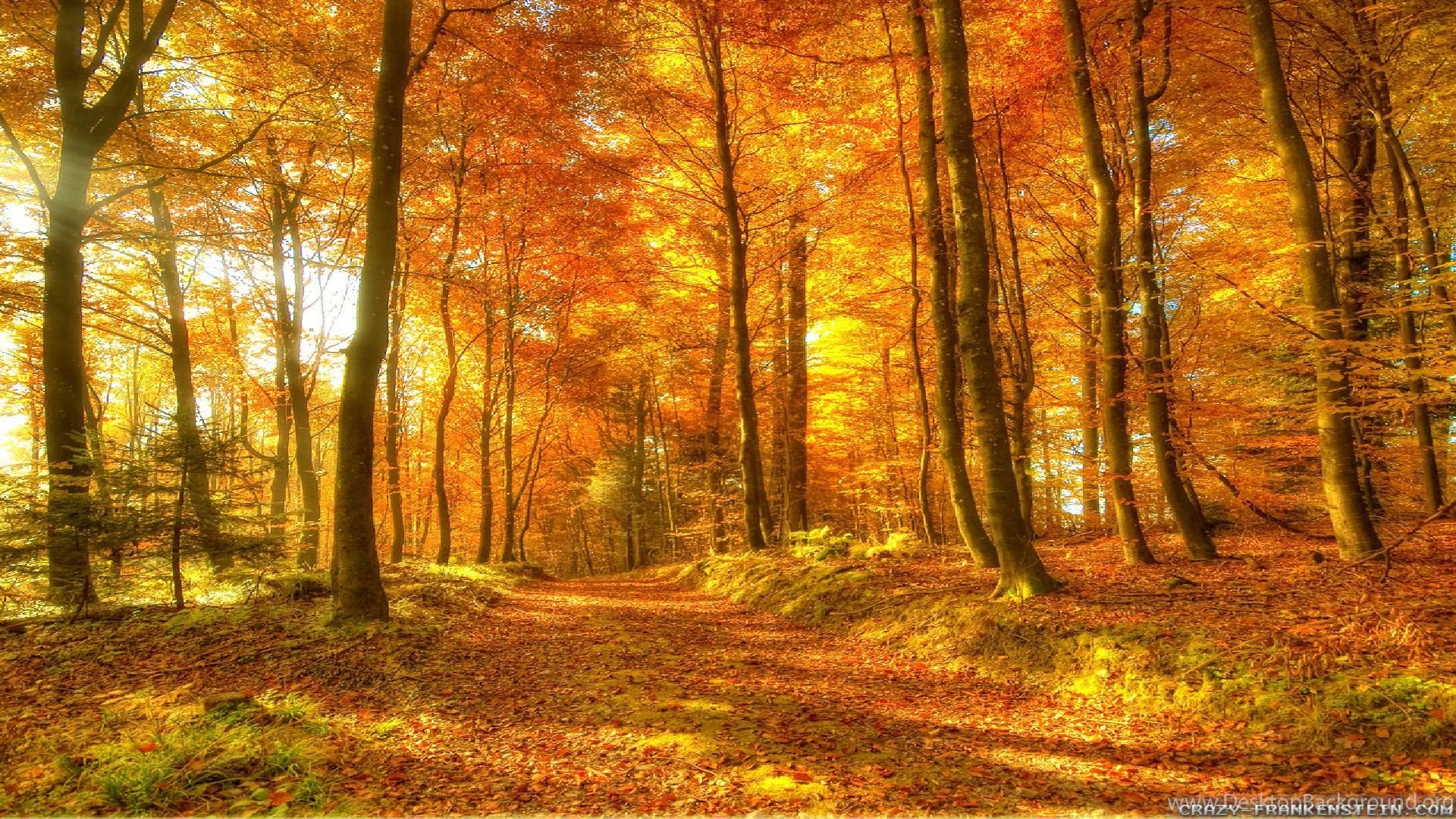 [Image: 1047446_autumn-woods-wallpapers-seasonal...1080_h.jpg]