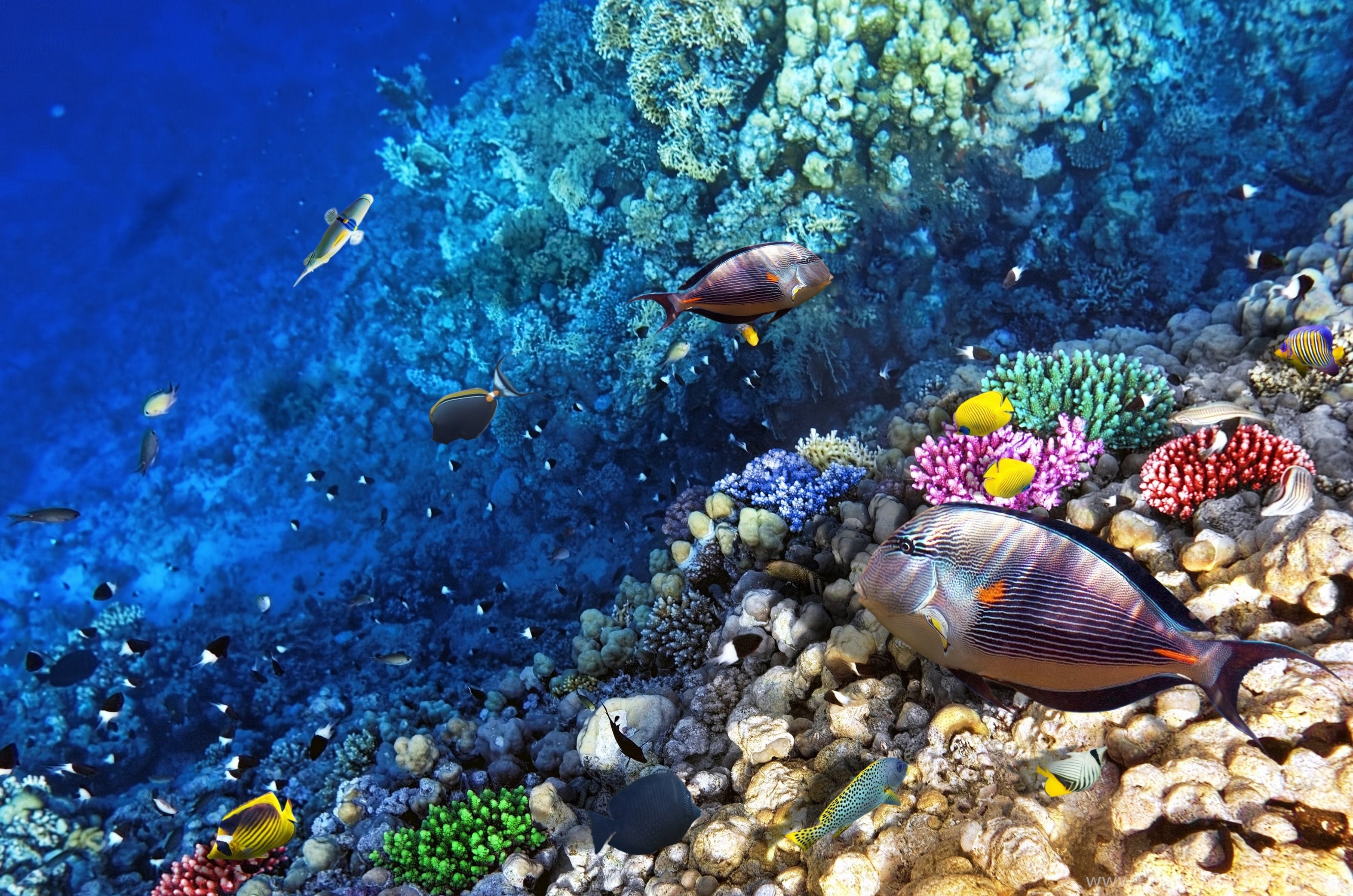 Рыбка коралловых рифов. Подводный мир Египта Шарм-Эль-Шейх. Коралловый риф в Шарм Эль Шейхе. Подводный риф риф. Риф красного моря глубины.