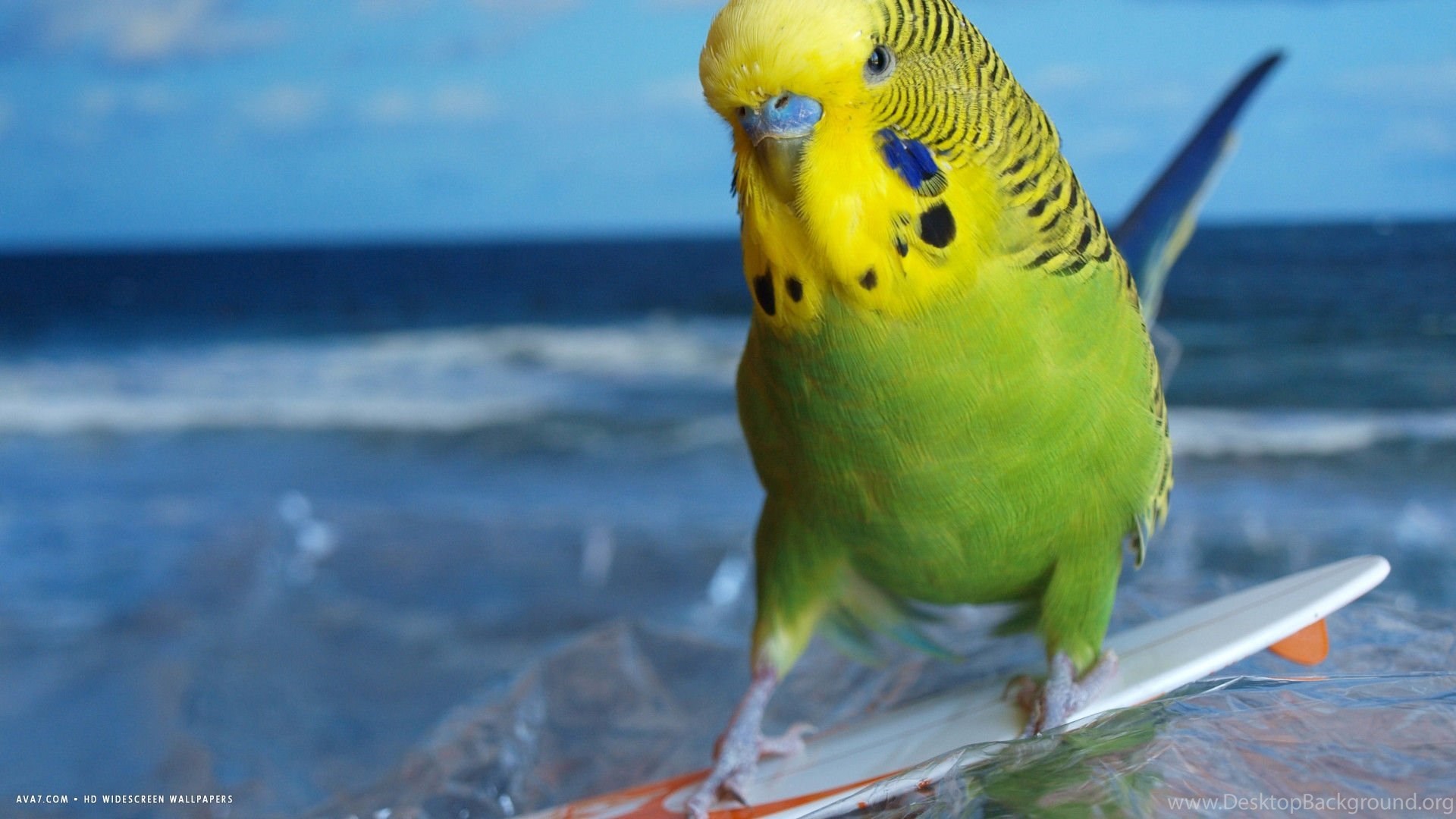 Parakeet Budgie Parrot Bird Tropical (24) Wallpapers Desktop Background