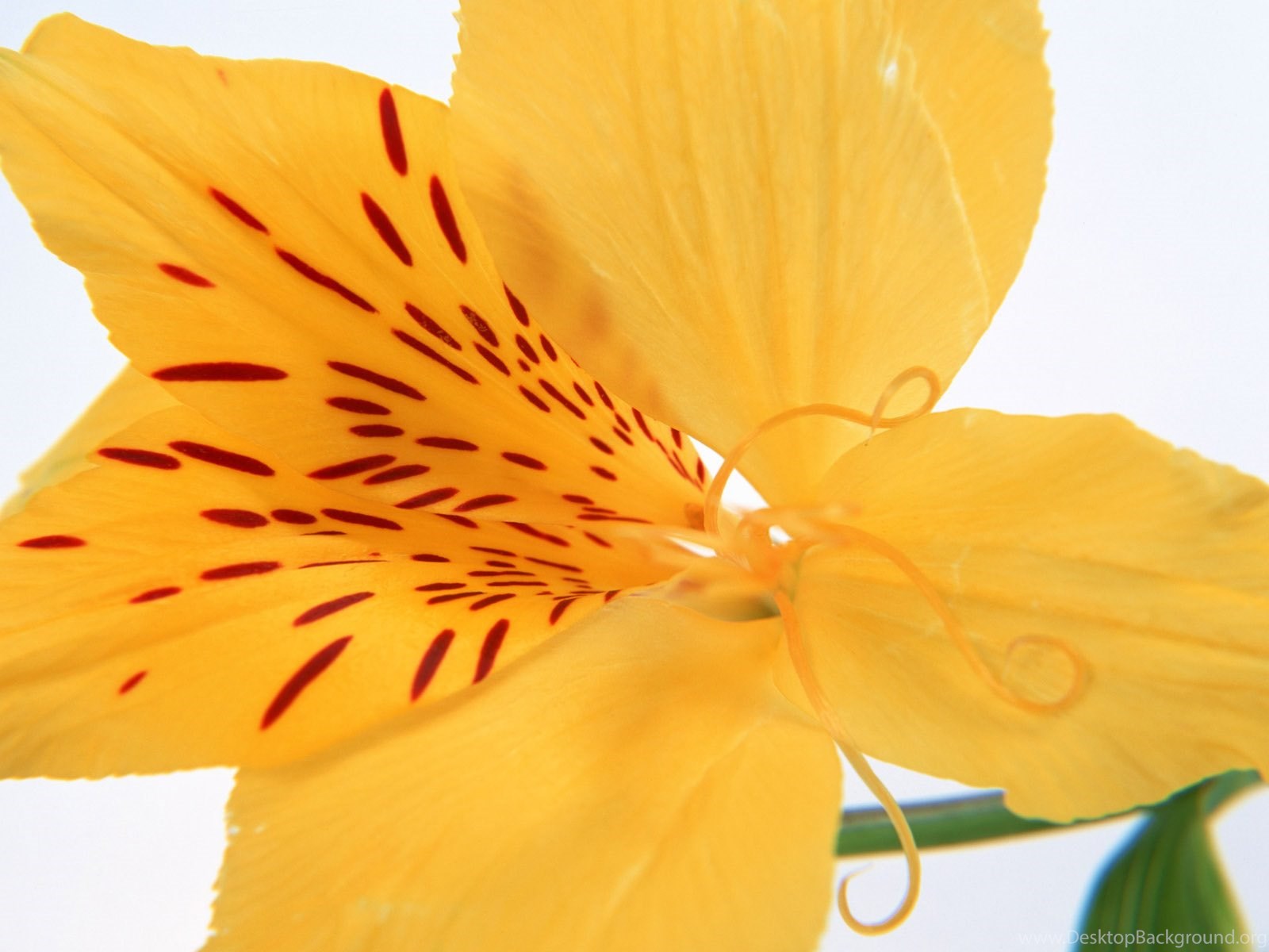 Single Flower 24 1m9gan5ase 1600x1200 Wallpapers Flowers