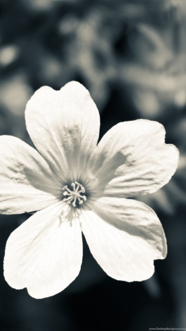 Single White Flower Wallpapers For Iphone 5 Desktop Background