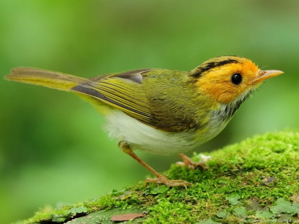 most beautiful birds hd wallpapers