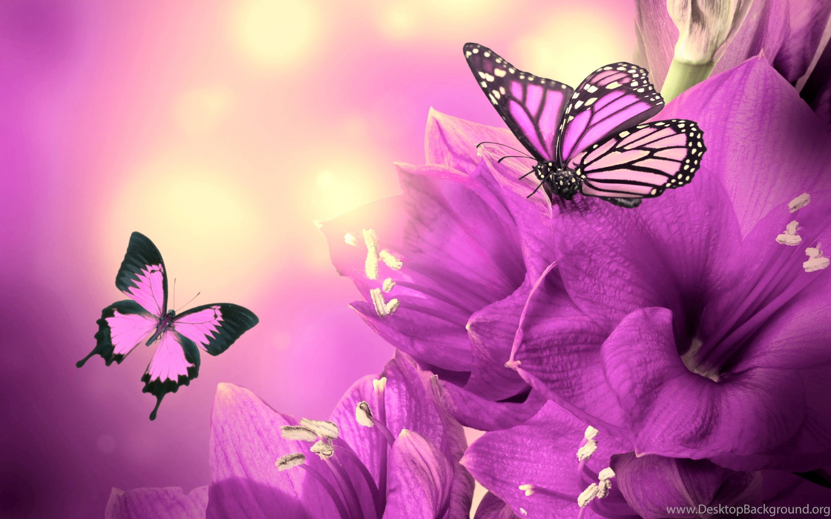 Download Purple Flowers Butterflies Hd Wallpapers Desktop Background