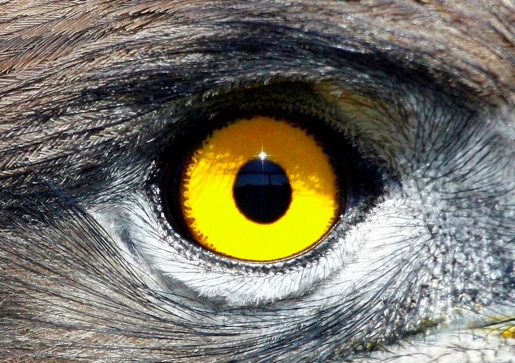 Цвет глаз птиц