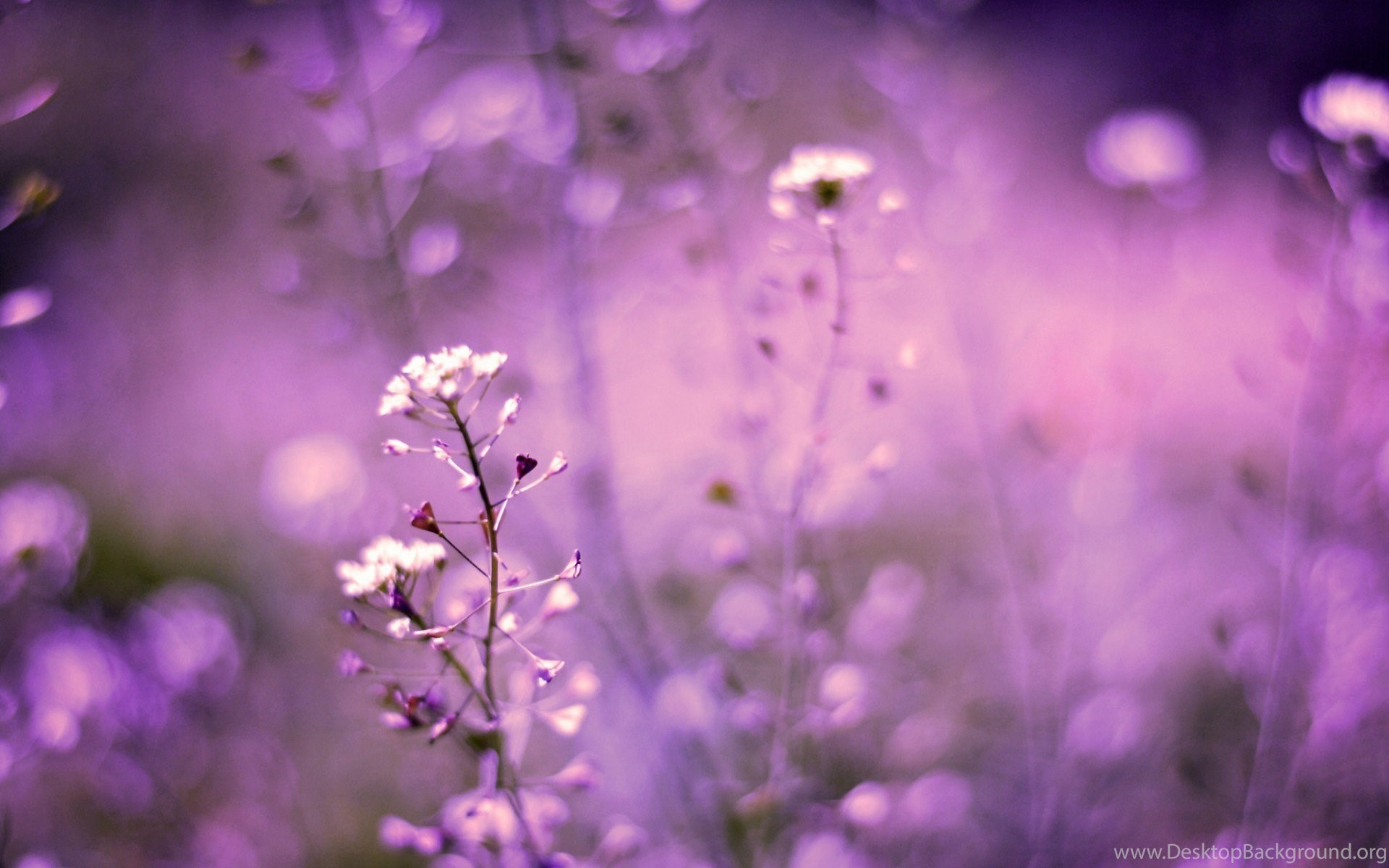 universitetsområde Vejfremstillingsproces Preference Flower, Purple, Nature, Blur, Plant, Macro, Widescreen, Wallpapers Desktop  Background