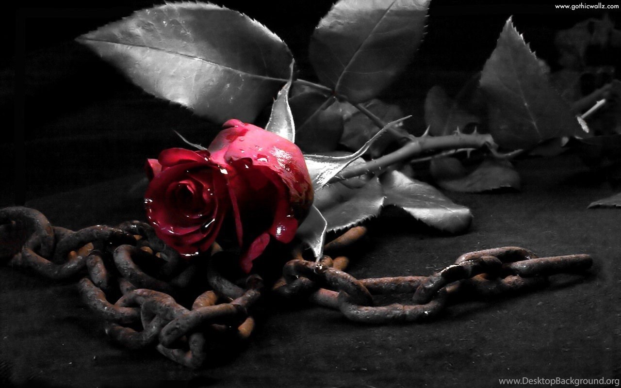 Black Rose Wallpapers Desktop Background