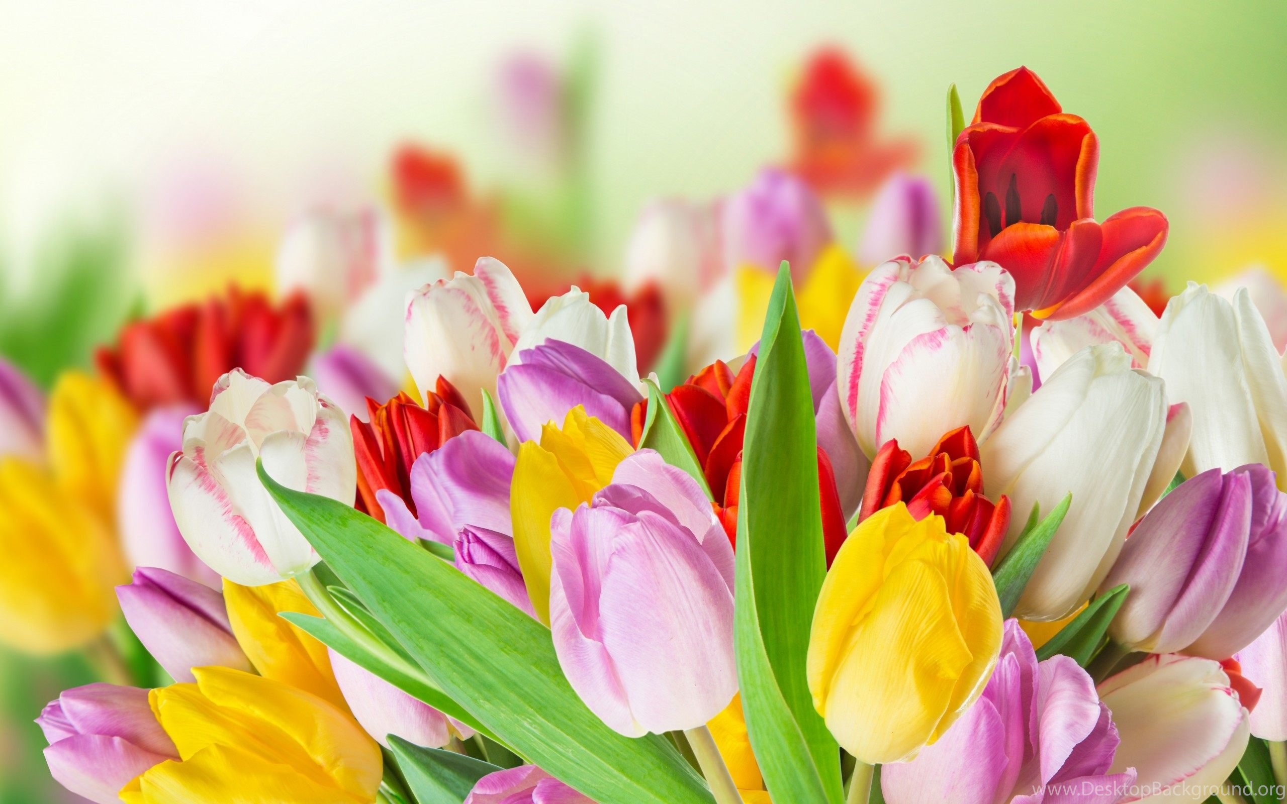 Spring Beauty Colorful Flowers Wallpapers HD Download Desktop Background