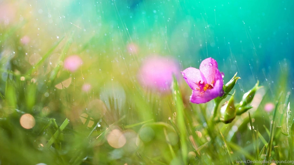 Rainy Day