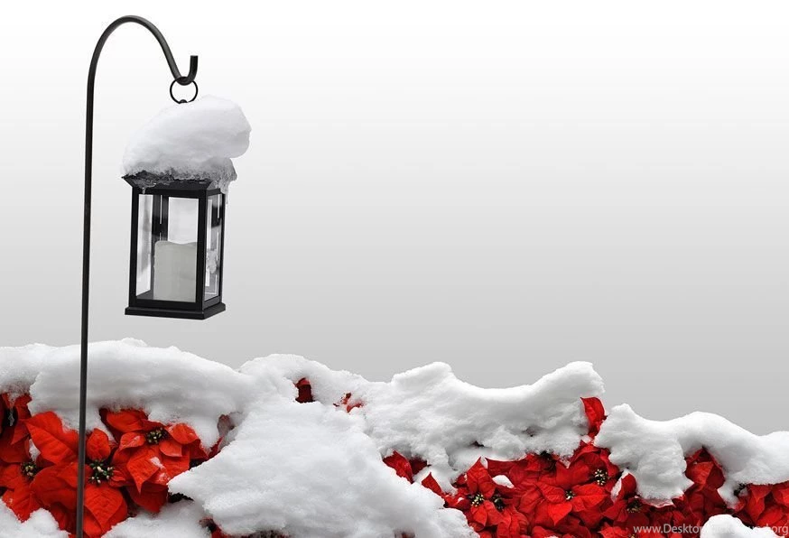Snowy Winter Backgrounds