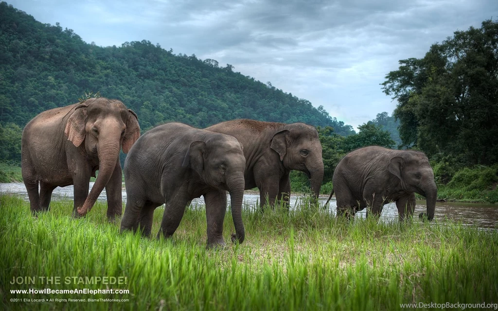 Free Elephant Desktop Wallpapers Or Backgrounds Afternoon Stroll ...