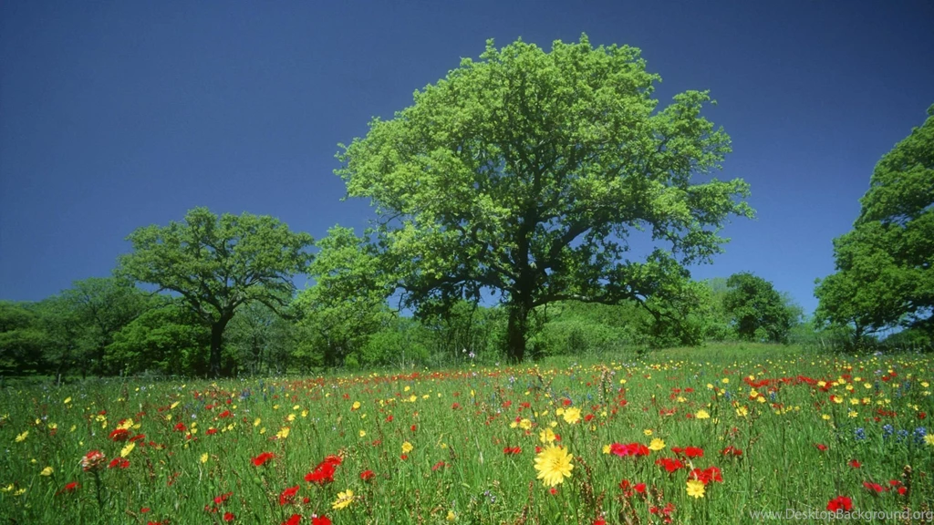 High resolution fredericksburg wildflowers texas screen images wallpapers natural laptop scenes 104932.jpg