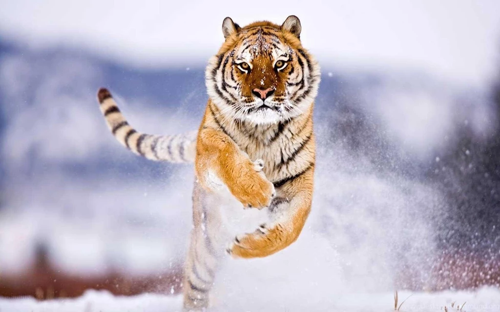 Wild Animal Wallpapers