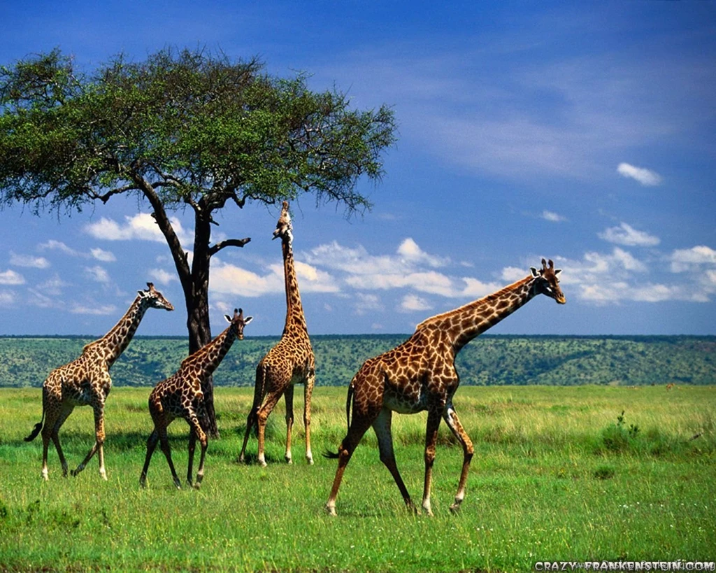 Giraffe Wallpapers Crazy Frankenstein