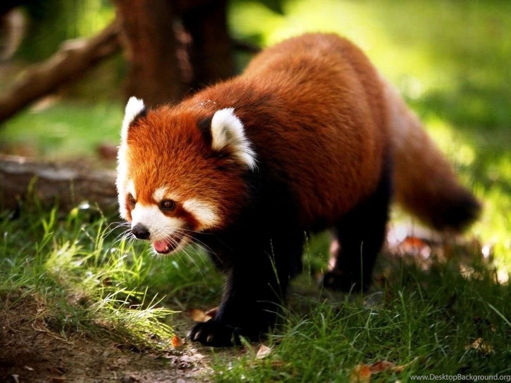 Cute animal wallpapers for desktop cute animals