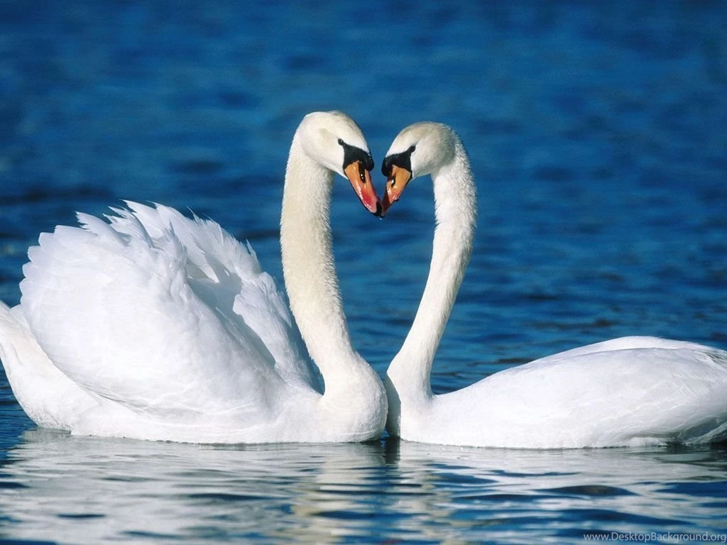 Animals Wallpapers Free Download_animal Wallpapers_download Free ...