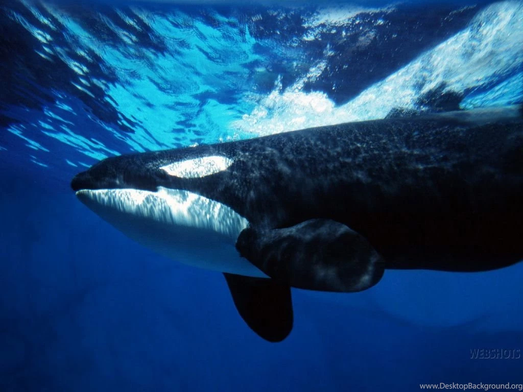 Wale Animal Wallpapers HD Wallpapers